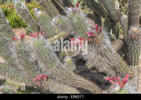 "Alter Mann des Berges Kaktus" in "Wrigley Memorial Botanischer Garten" auf Catalina Island Stockfoto