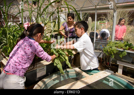 Manzo Grundschüler arbeiten mit ein Universität von Arizona-Intern in der Schule Bio-Garten, Tucson, Arizona, USA. Stockfoto