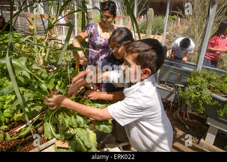 Manzo Grundschüler arbeiten mit ein Universität von Arizona-Intern in der Schule Bio-Garten, Tucson, Arizona, USA. Stockfoto