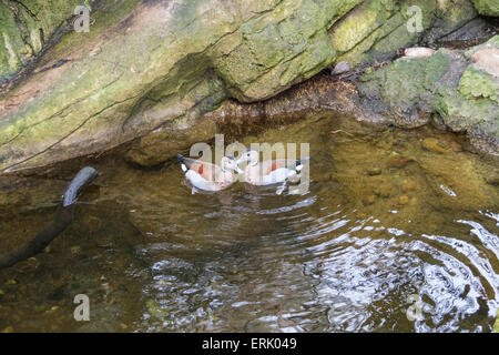 Beringt, Petrol / Ente im Zoo von San Diego. Stockfoto