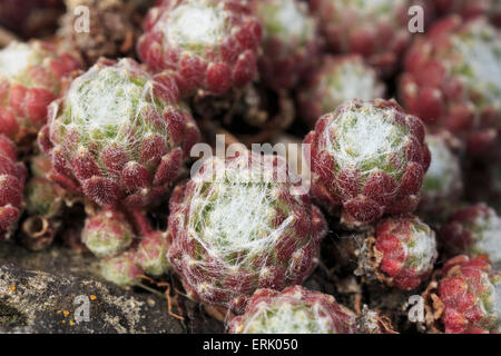 Sempervivum Arachnoideum wollig Cobweb Hauswurz Spinnennetz oder Henne und Küken (Sempervivum Arachnoideum) Stockfoto