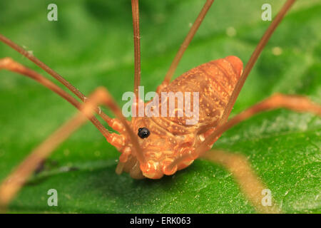 Harvestman (Leiobunum Ventricosum) Stockfoto