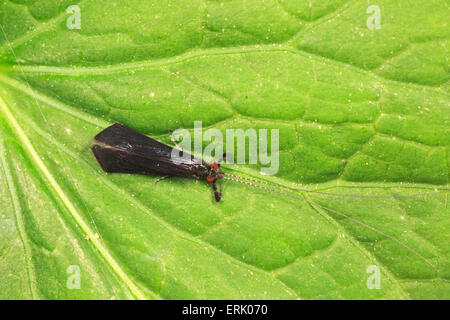 Schwarzen Tänzer Caddisfly (Mystacides Sepulchralis) auf einem Blatt Stockfoto