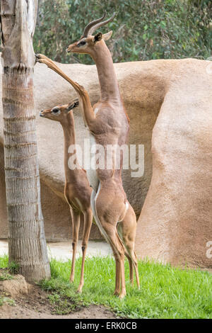 Südlichen Gerenuk im Zoo von San Diego. Stockfoto