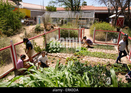 Manzo Elementary School Schüler arbeiten in der Schule Bio-Garten, Tucson, Arizona, USA. Stockfoto