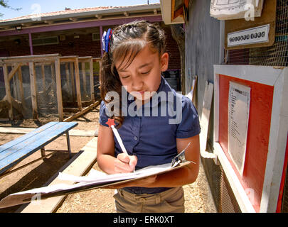 Manzo Grundschule 4. Klasse Schüler sammeln Eiern von Hühnern in der Schule Bio-Garten, Tucson, Arizona, USA. Stockfoto