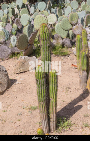 'White Torch Cactus' im 'Wrigley Memorial Botanical Garden' auf Catalina Island. Stockfoto