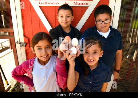 Manzo Grundschule 4. Klasse Schüler sammeln Eiern von Hühnern in der Schule Bio-Garten, Tucson, Arizona, USA. Stockfoto