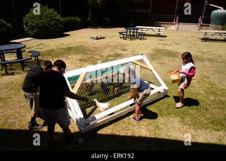 Manzo Grundschule 4. Klasse Schüler sammeln Eiern von Hühnern in der Schule Bio-Garten, Tucson, Arizona, USA. Stockfoto