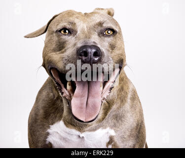 Nahaufnahme Schuss in den Kopf im Atelier von braun gestromt Pitbull Hund mit riesigen einnehmenden Lächeln gerichtete Kamera auf weißem Hintergrund Stockfoto