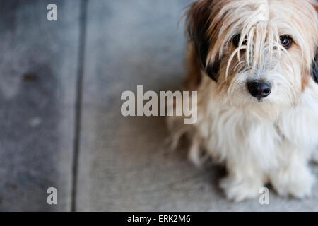 Outdoor Portrait des einsamen kleinen niedlichen ungepflegt Terrier mix Hund sitzen auf konkrete Bürgersteig nachschlagen Stockfoto