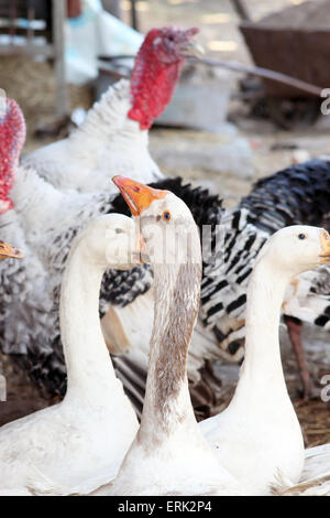 Haus Vögel, Gänse und Puten im Hof Stockfoto