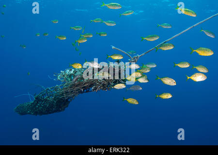 Juvenile Bigeye Trevally, Caranx Sexfasciatus rund um freie gewichtete Anker der Fish Aggregation Gerät, Süd Male Atoll, Ma Stockfoto