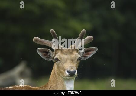 Europäischer Damhirsch Stockfoto