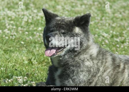 Akita Inu Portrait Stockfoto