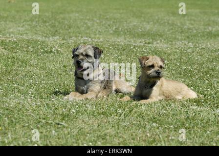 Border Terrier liegend Stockfoto