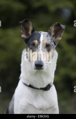 Collie-Portrait Stockfoto