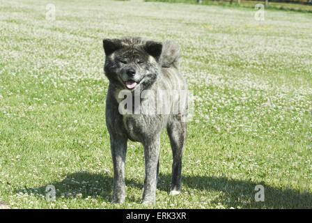 stehende Akita Inu Stockfoto