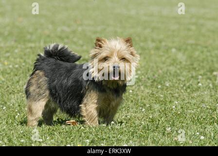 Norwich Terrier Stockfoto