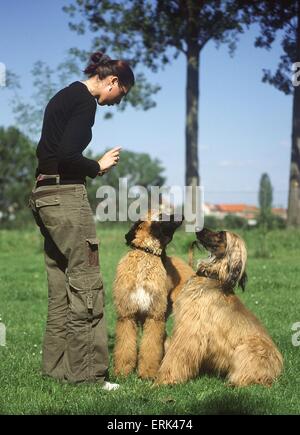 Frau mit Afghanen Stockfoto