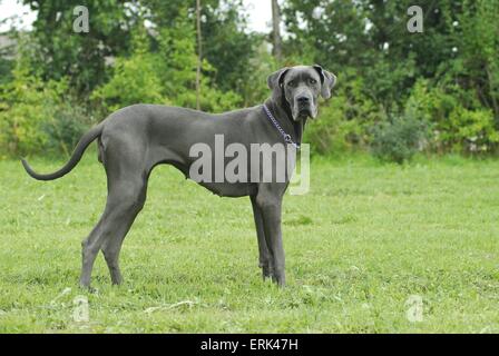 Deutsche Dogge Stockfoto