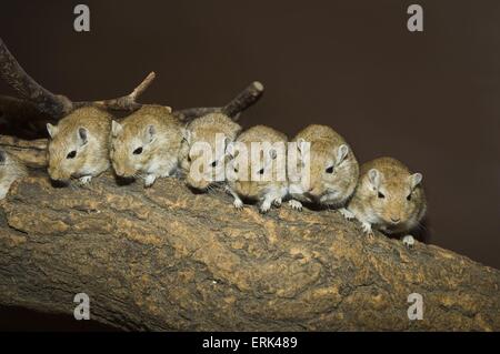 6 Rennmäuse Stockfoto