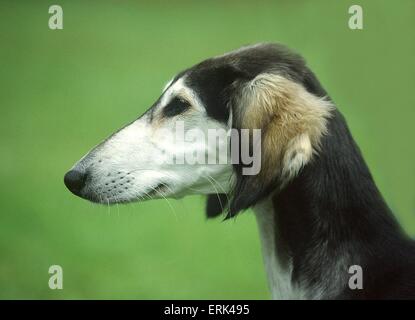 Saluki-Portrait Stockfoto