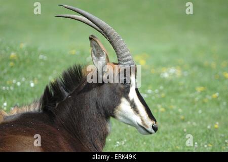 Scimitar-horned oryx Stockfoto