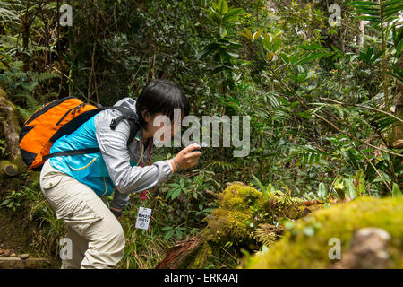 Mädchen nimmt Bild von Wildtieren auf Felsen, Mount Kinabalu, Sabah, Borneo, Malaysia Stockfoto