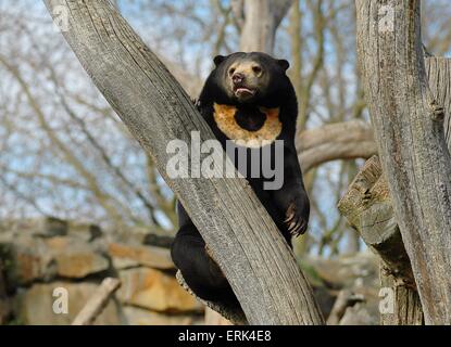 Bär Stockfoto