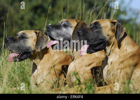drei Deutsche Doggen Stockfoto
