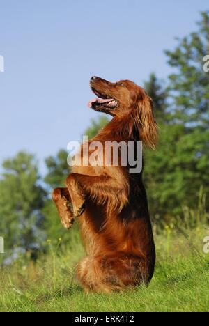 Irish Red Setter Stockfoto