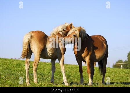 Haflinger-Stute mit Fohlen Stockfoto