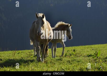 Haflinger-Stute mit Fohlen Stockfoto