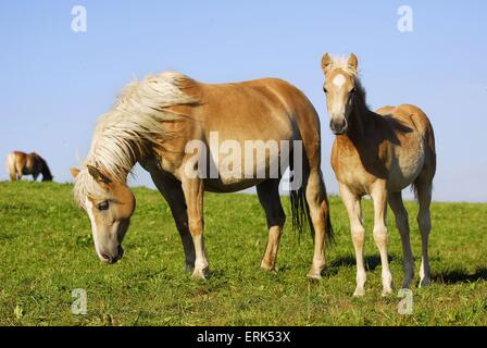 Haflinger-Stute mit Fohlen Stockfoto