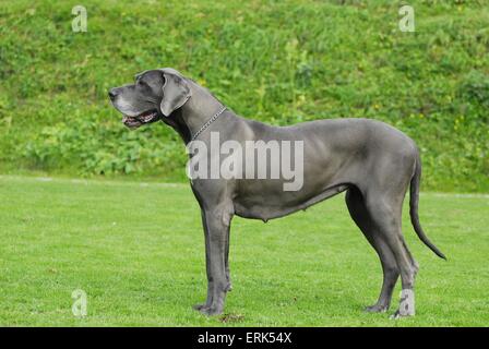 Deutsche Dogge Stockfoto