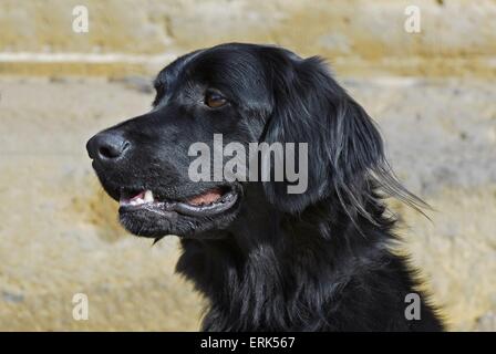 Hovawart-Portrait Stockfoto