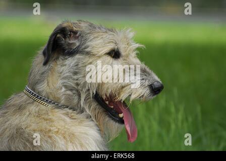 Irischer Wolfshund Portrait Stockfoto