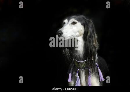 Saluki-Portrait Stockfoto