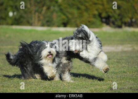 Bearded Collies laufen Stockfoto