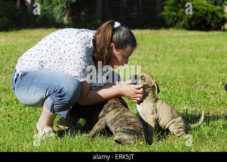 Dogo Alano Welpen Stockfoto