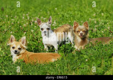 Chihuahua Stockfoto