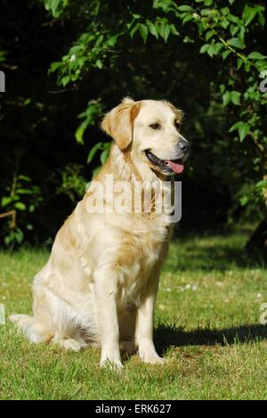 Golden Retriever auf Wiese Stockfoto