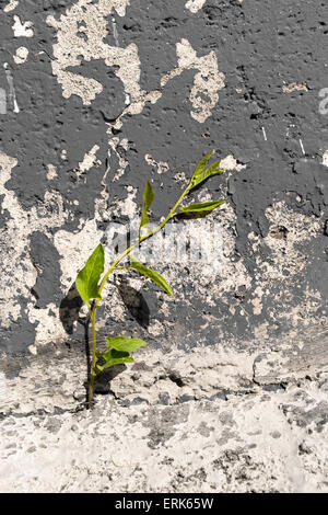 Einzelnen Efeu basierte Pflanze wächst aus städtischen Beton Stockfoto