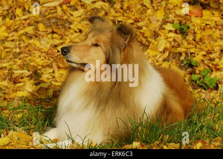 liegender Collie Stockfoto