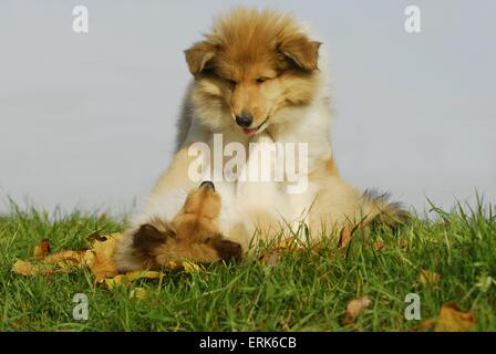 Collie-Welpen Stockfoto