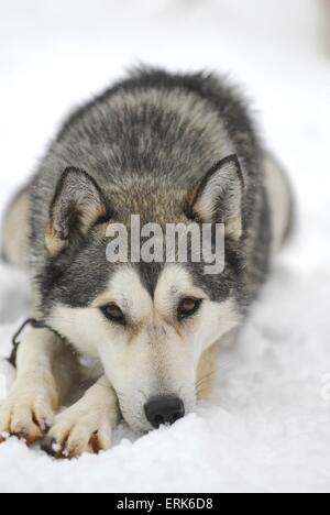 liegender Husky Stockfoto