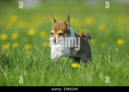 Norwegischer Lundehund Welpen Stockfoto