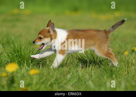 Norwegischer Lundehund Welpen Stockfoto