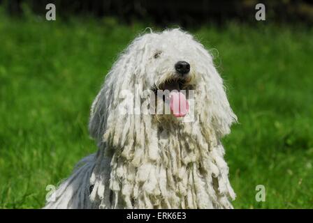 Puli-Portrait Stockfoto